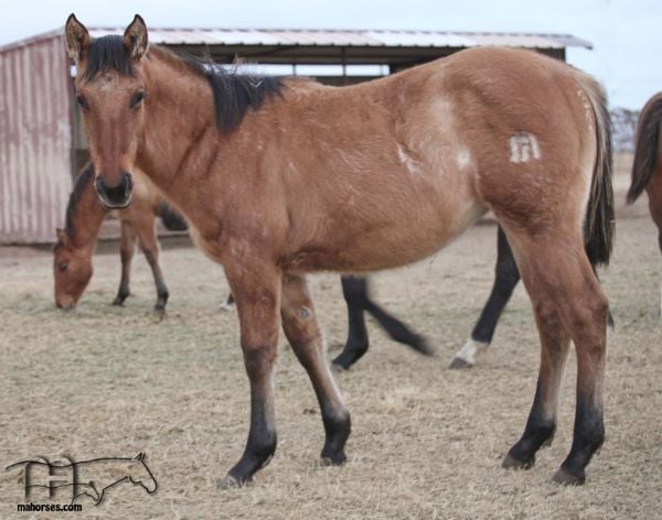 Twice As Drifty's 2020 Dun Roan Filly